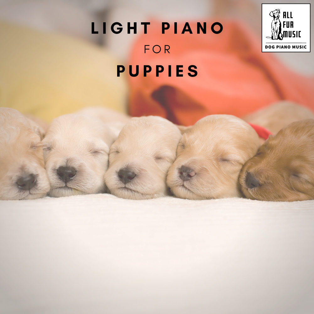 Pet's Piano Polyphonics