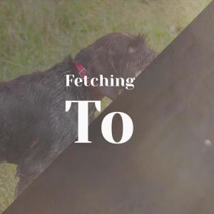 Various的专辑Fetching To