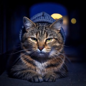 default playlist img