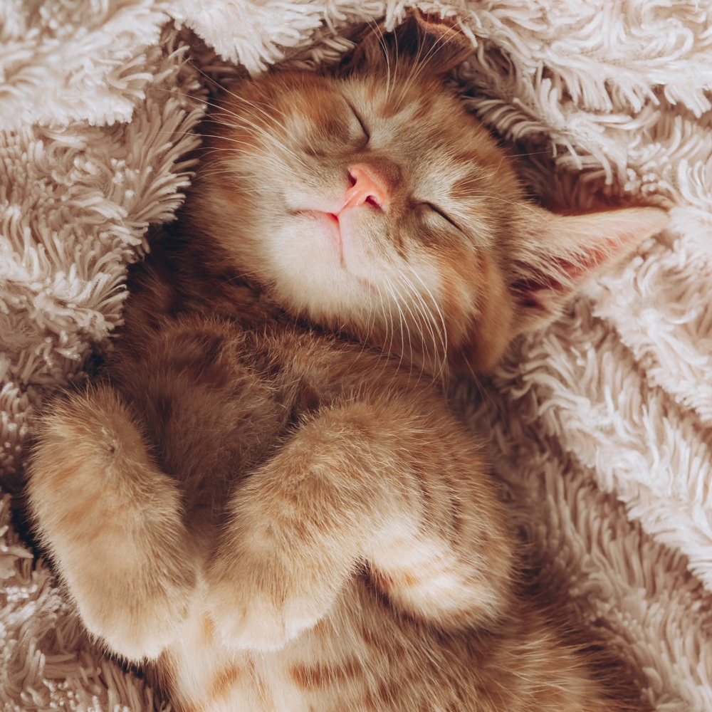 Cats Relax To Soothing Sounds