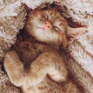 Bedroom Affairs的專輯Peaceful Cat Music for Serene Days