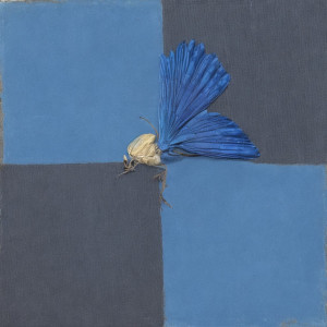 Album Rhapsody in Blue from Field of roses
