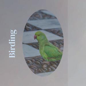 Album Birding from Larsa