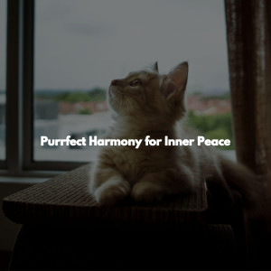 Purrfect Harmony for Inner Peace
