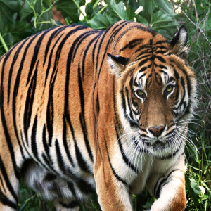 Album El Tigre from Sayar Music