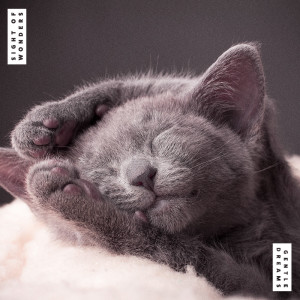 Album Gentle Dreams from Sight of Wonders