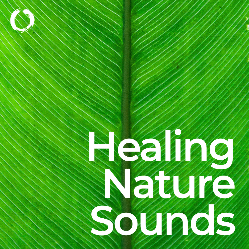 Soothing Rainforest Meditation