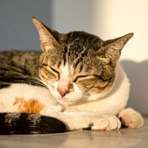 อัลบัม Ritmos Suaves De Hip Hop Para Relajar Gatos ศิลปิน Sabor dulce