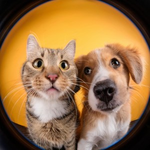 收聽Mascotas relajarse的Sonidos Pacíficos Para Animales歌詞歌曲