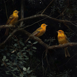อัลบัม Restful Night: Binaural Birds and Nature Sleep Sounds ศิลปิน Sleep Music with Nature Sounds Relaxation