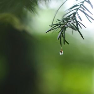 Dengarkan Water Trickle lagu dari Rain Sounds dengan lirik