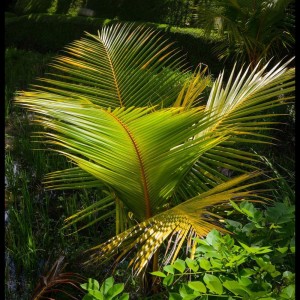 Listen to Good Days song with lyrics from Nature Sounds