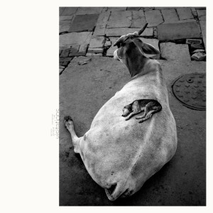 Album March Against Death from Leo Abrahams