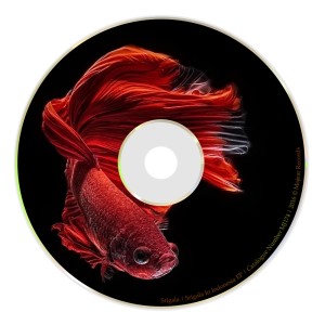 ดาวน์โหลดและฟังเพลง Friday (Original Mix) พร้อมเนื้อเพลงจาก Srigala