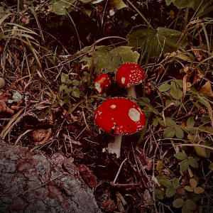 อัลบัม Magic Trip ศิลปิน Akuma