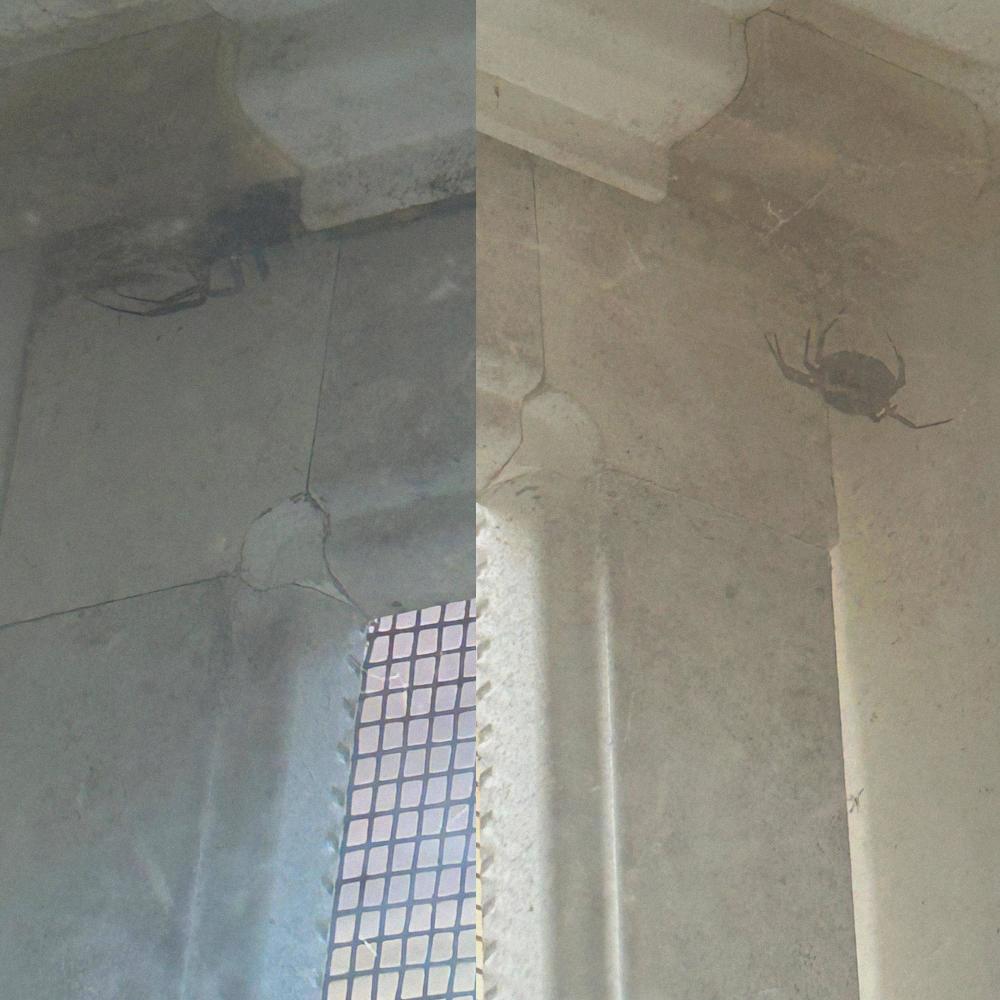 MAYBE WE WERE SPIDERS LAST TIME