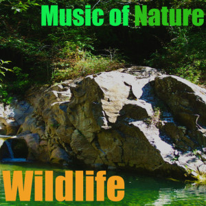 Wildlife的專輯Music of Nature