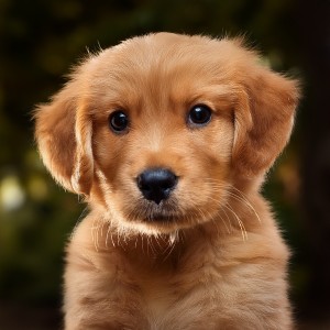 ดาวน์โหลดและฟังเพลง Descansando En Plenitud พร้อมเนื้อเพลงจาก Relájate la música de mi perro