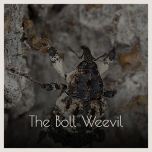 Album The Boll Weevil from Various