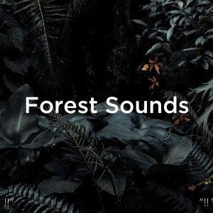 Dengarkan River Sounds & Nature lagu dari Nature Sounds dengan lirik