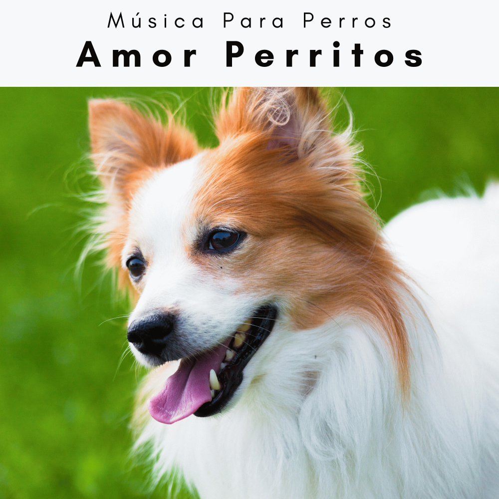 Totalmente Relajante Relajar a un Mascota Amigable