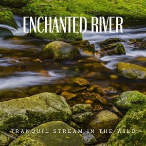 Enchanted River Streams: A Symphony of Nature (ASMR)