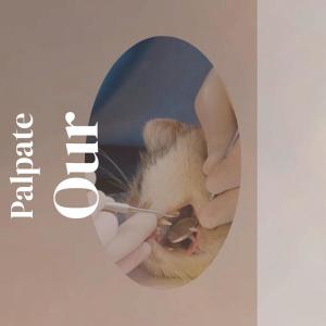 Album Palpate Our from Various