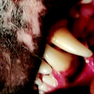 收聽38 Jake的ANIMALS OUT THE CAGE (Explicit)歌詞歌曲