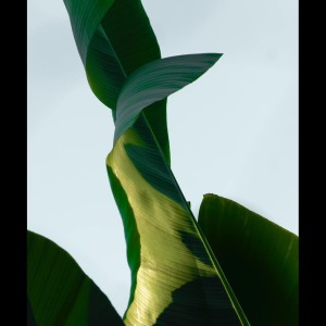 Dengarkan Music for Spirits lagu dari Spa Music Relaxation dengan lirik