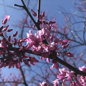 Desperation Island的專輯Home in Time to See the Redbuds Bloom