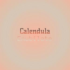 อัลบัม Calendula Enubilate ศิลปิน Various