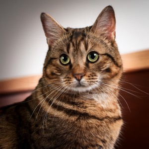 收聽Cat Relaxing Sounds TA的The Calm of Watching the Stars歌詞歌曲
