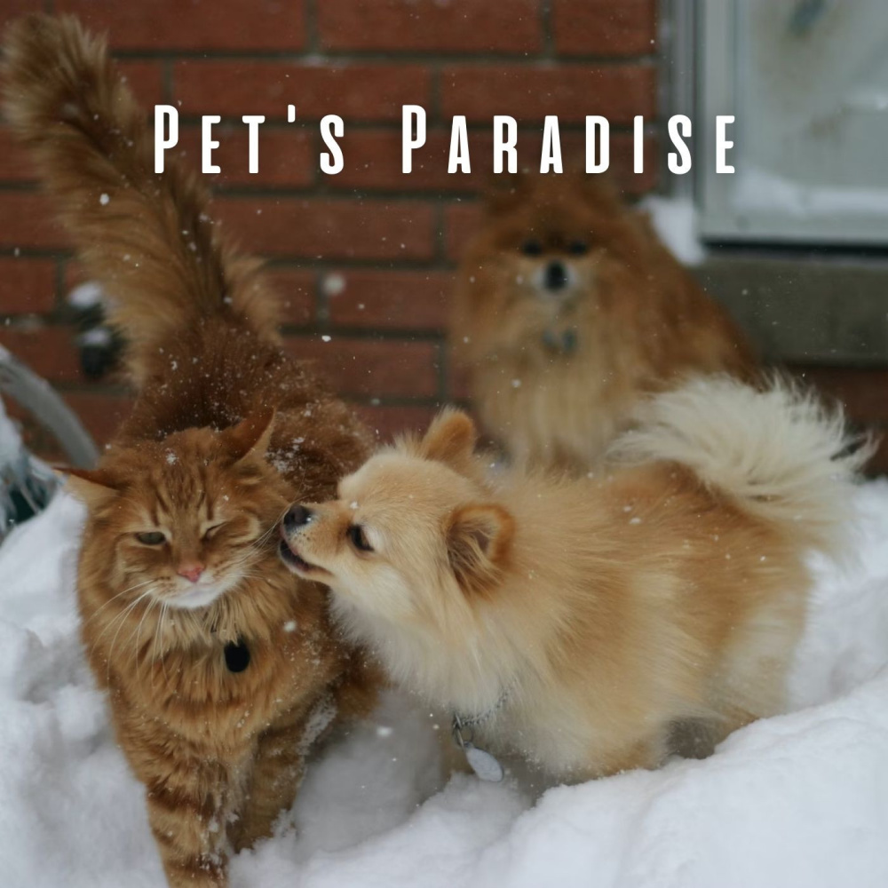 Wagging Tail Serenade