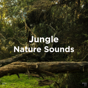 收聽Deep Sleep的Piano Nature Sounds歌詞歌曲