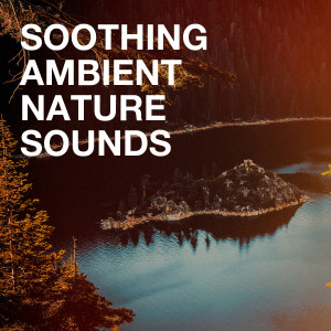 Sounds of Nature White Noise for Mindfulness Meditation and Relaxation的专辑Soothing Ambient Nature Sounds