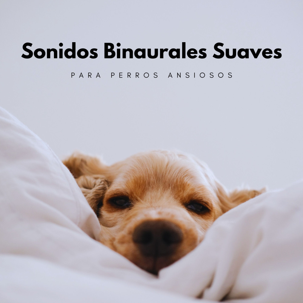 Armonía Para Perros Ansiosos