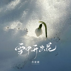 雪中开出花