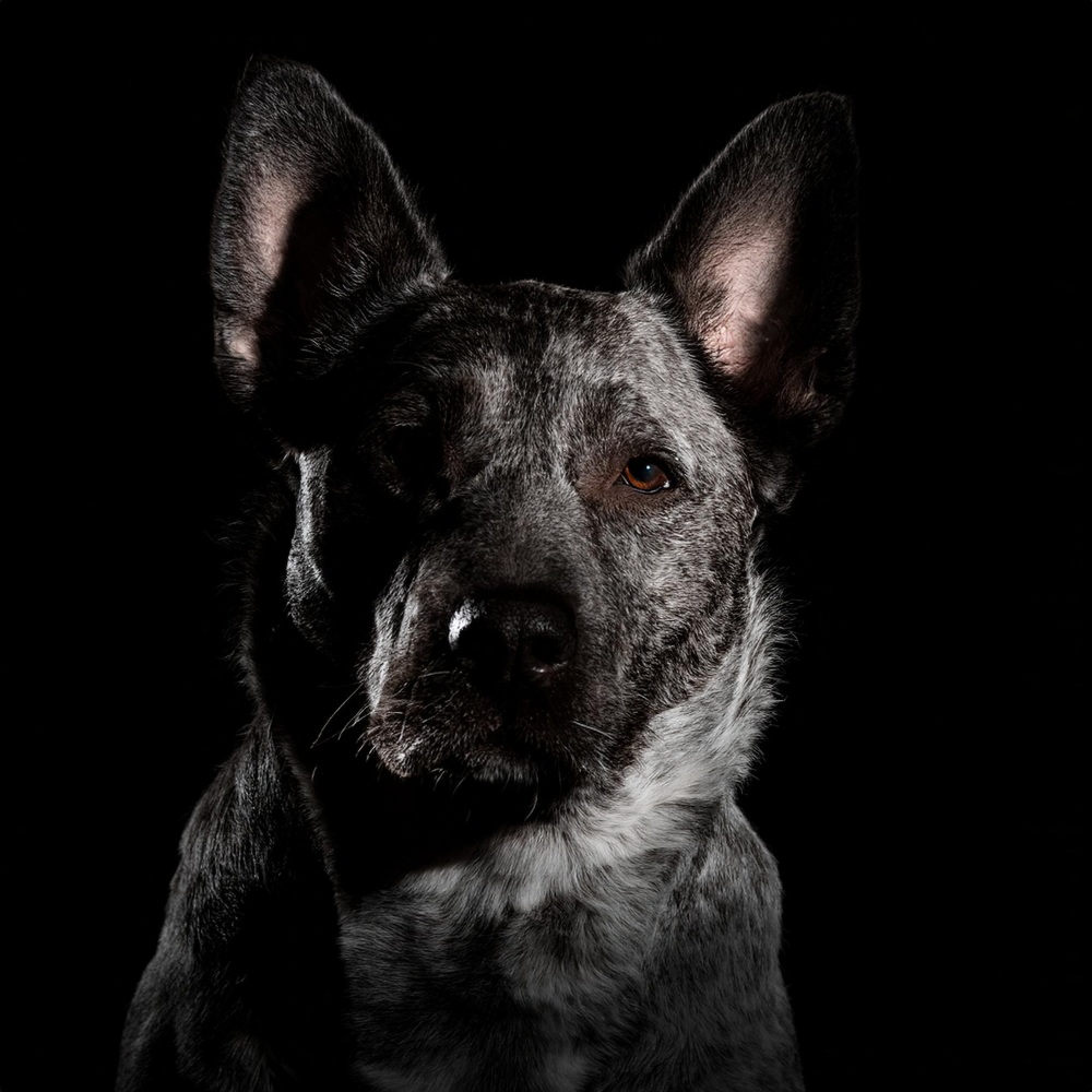 Melodía Tranquila Para Mascotas