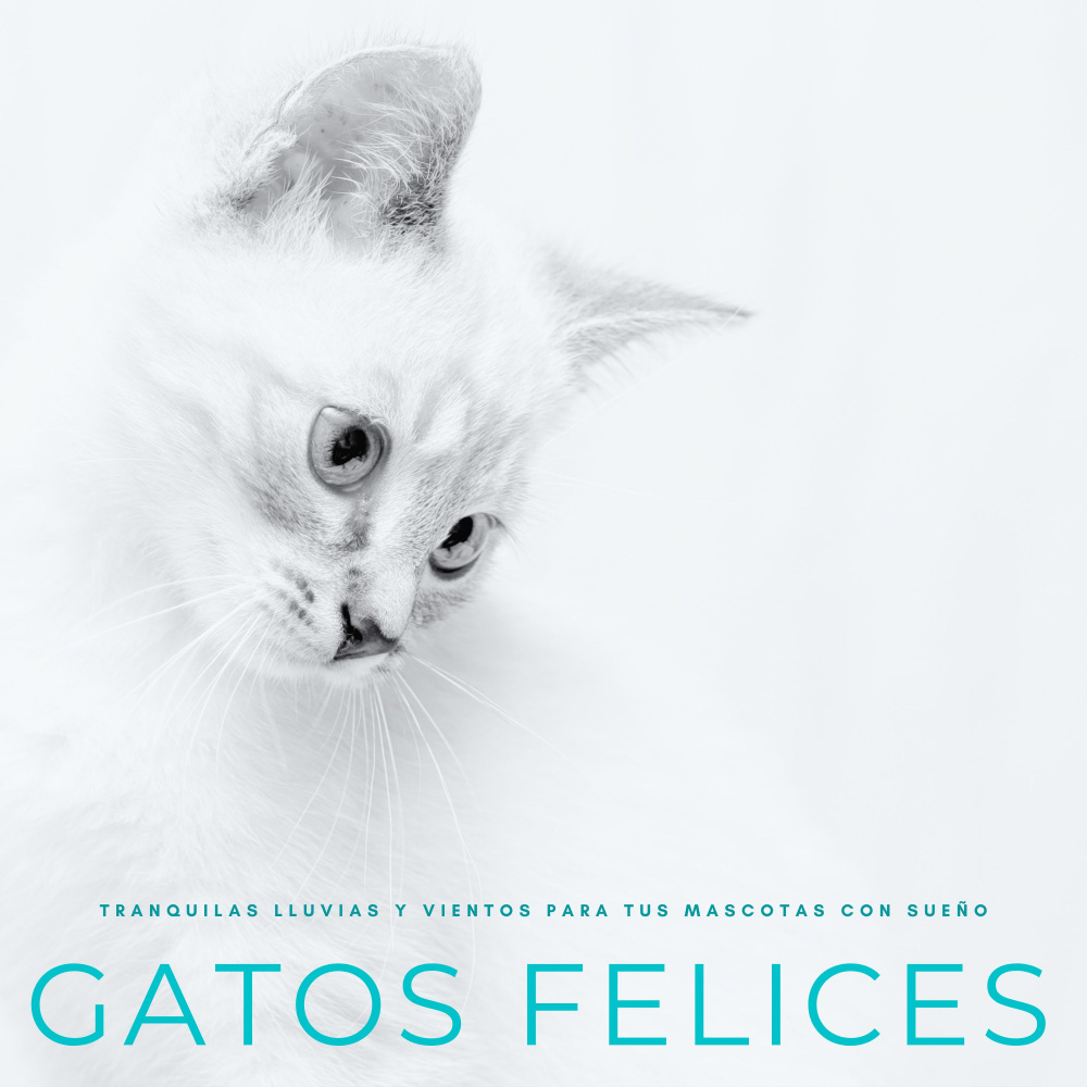 Un Gato Suertudo