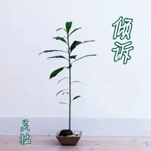 Album 倾诉 from 