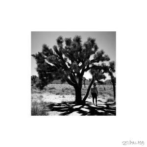 Chase Stebbins的專輯29 PALMS (Explicit)