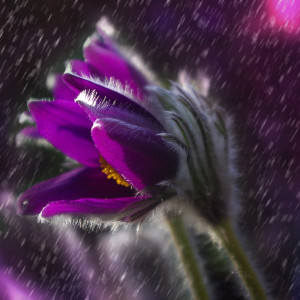 Album Gentle Night Time Forest Sounds | Soft Sleep Ambient Music from Amazing Spa Music