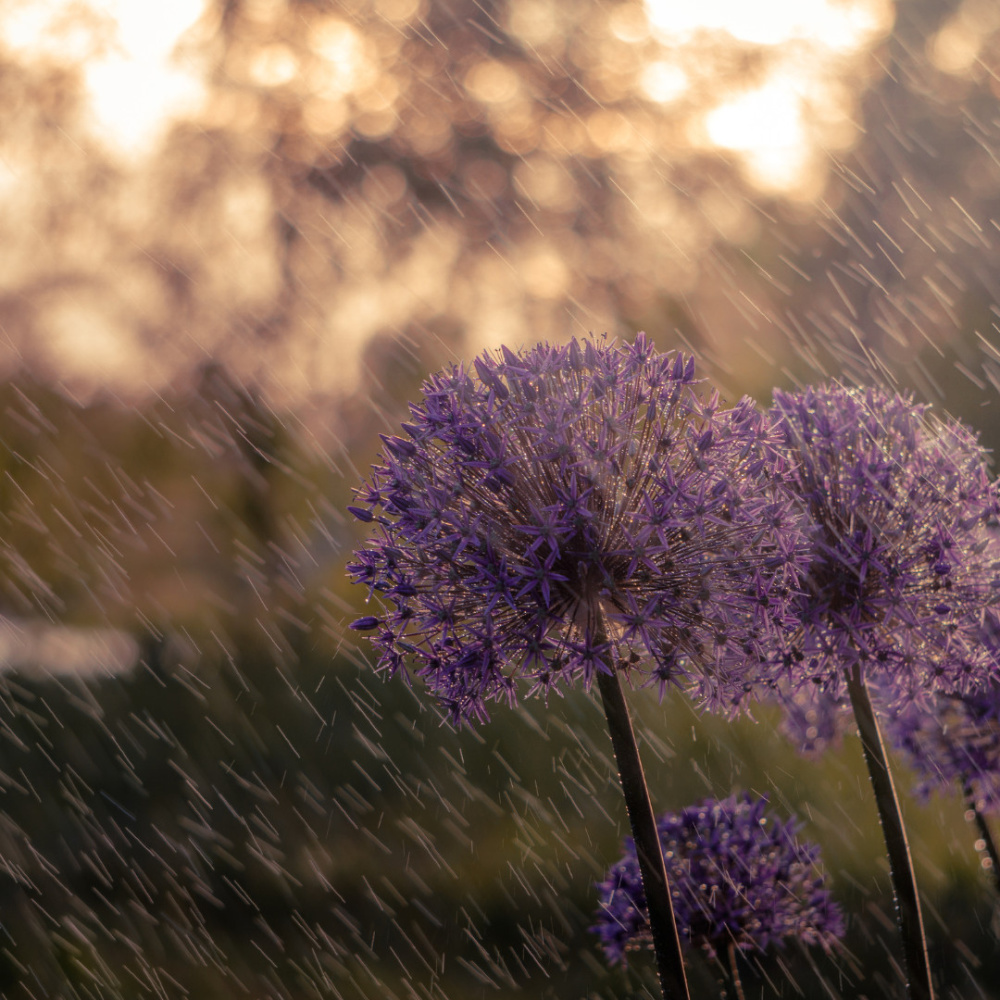 Theta Waves, Rain Energy Oasis