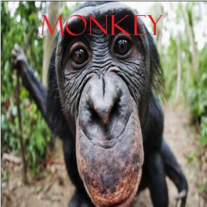 Dengarkan lagu MONKEY (feat. Riddick) (Explicit) nyanyian D1lk dengan lirik