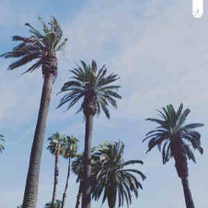 Album Guinguette from lechiffrebeats