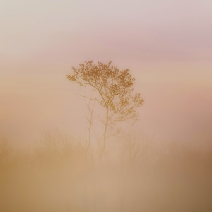 Listen to Fake Plastic Trees song with lyrics from wedOcean