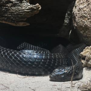 收聽Pythio的The realest (Explicit)歌詞歌曲