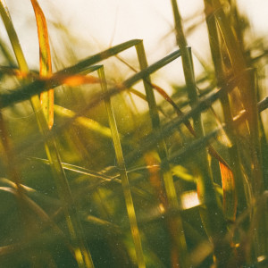 收听Jakub Żytecki的Sunflower歌词歌曲