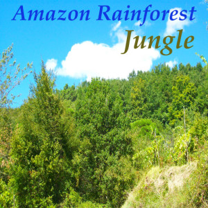 Jungle的專輯Amazon Rainforest