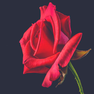 收聽Tim Walker的Roses (Explicit)歌詞歌曲